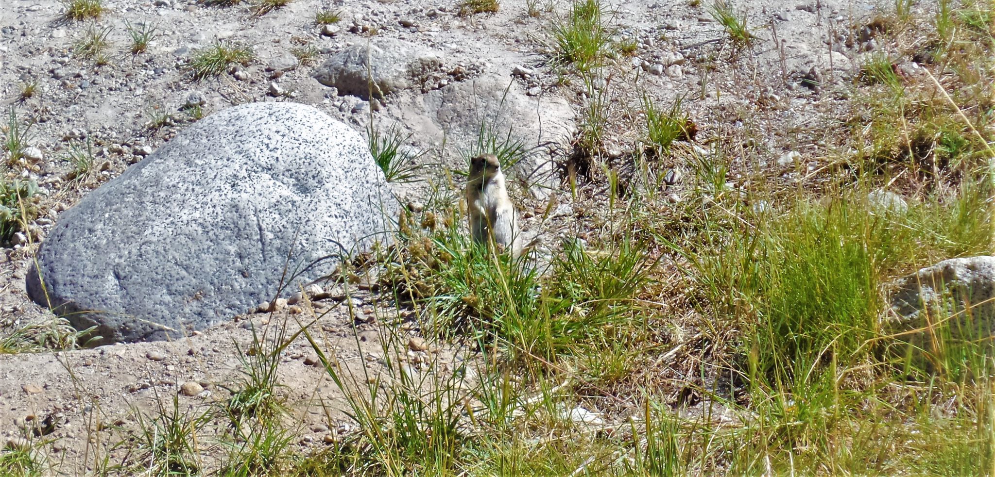 Standing Chipmunk, Yosemite National Park, California