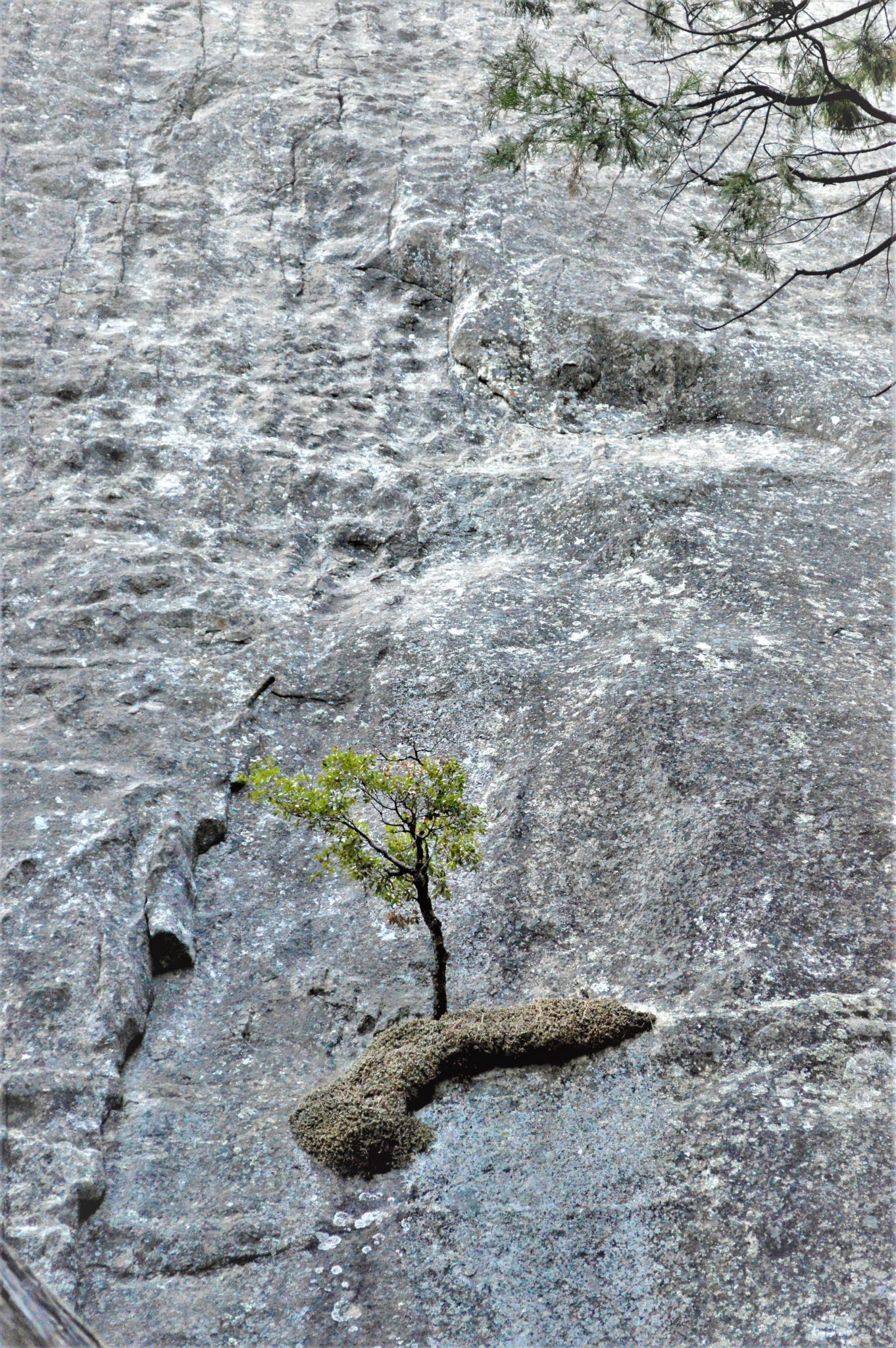 Tree on cliff, Yosemite National Park, California, USA