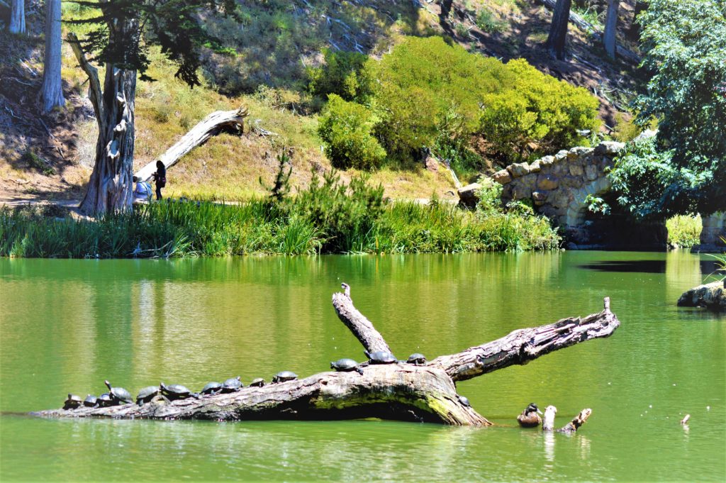 Turtles at Golden Gate Park, San Francisco, USA
