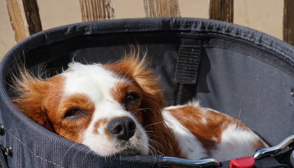 Flying with your dogs