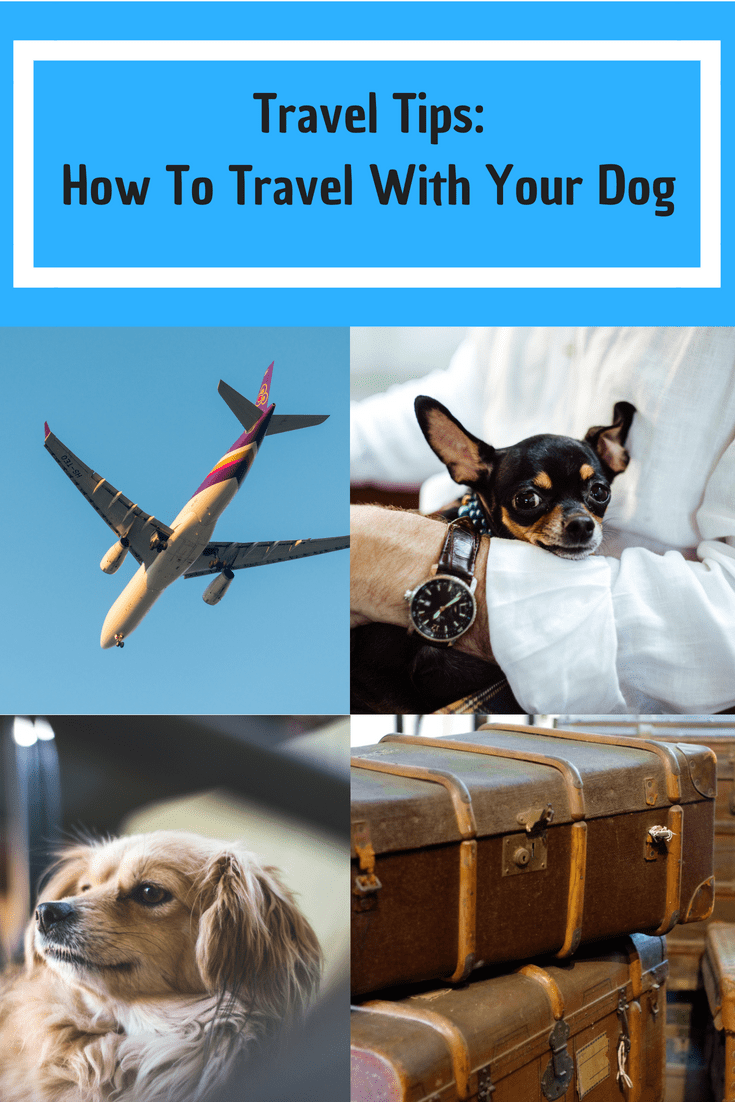 Tips How To Fly With Your Dog