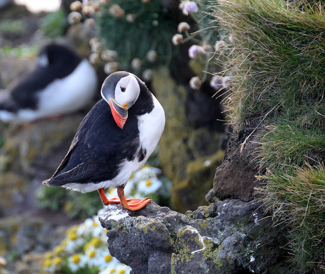 Puffin exploring Iceland