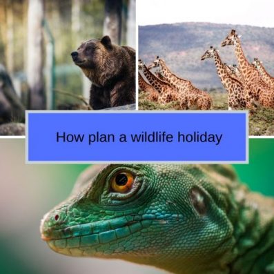 How plan a wildlife holiday