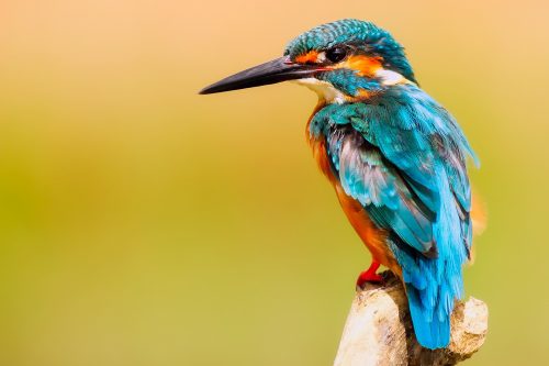 kingfisher bird on wildlife holiday