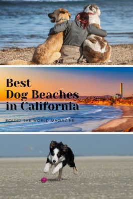 best dog beaches in california pinterest