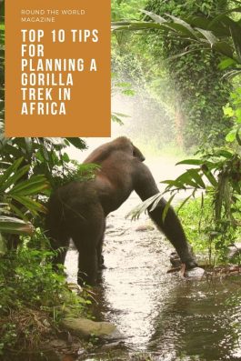 Top tips for gorilla trekking in Africa Pinterest pin