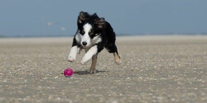 best dog beaches in california usa