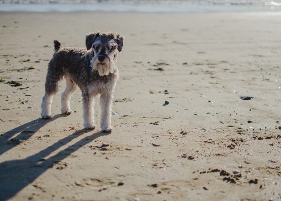 best dog beaches in california