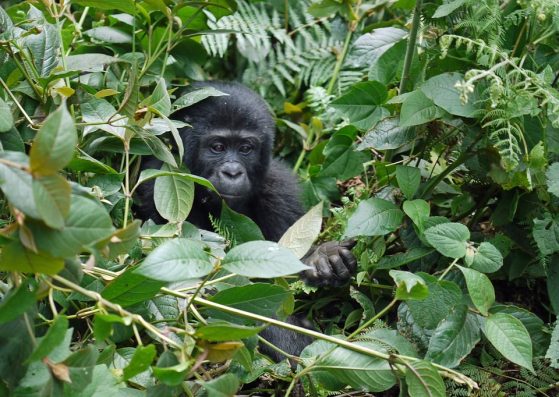 Baby Gorilla in Bwindi National Park, Uganda, Africa