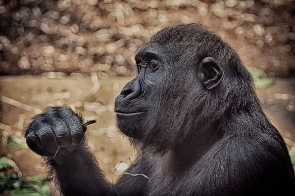 gorilla watching in uganda