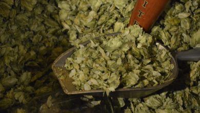 Picture of Hops at the Boston Brewery