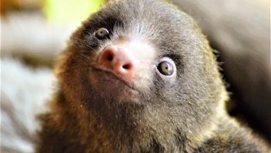Breakfast with baby sloths, costa rica, toucan rescue ranch