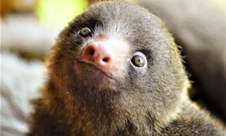 Breakfast with baby sloths, costa rica, toucan rescue ranch