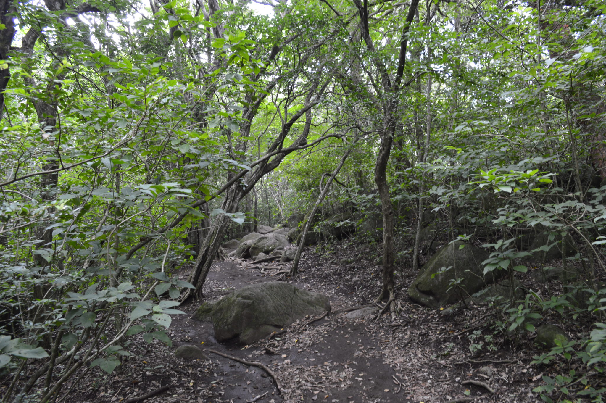Hiking pathway rincon de la veija national park costa rica