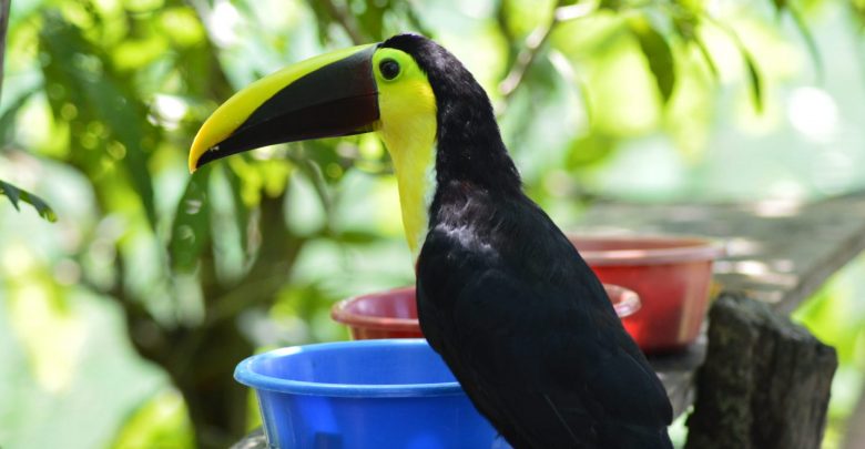 Toucan in costa rica, where to see toucans in costa rica