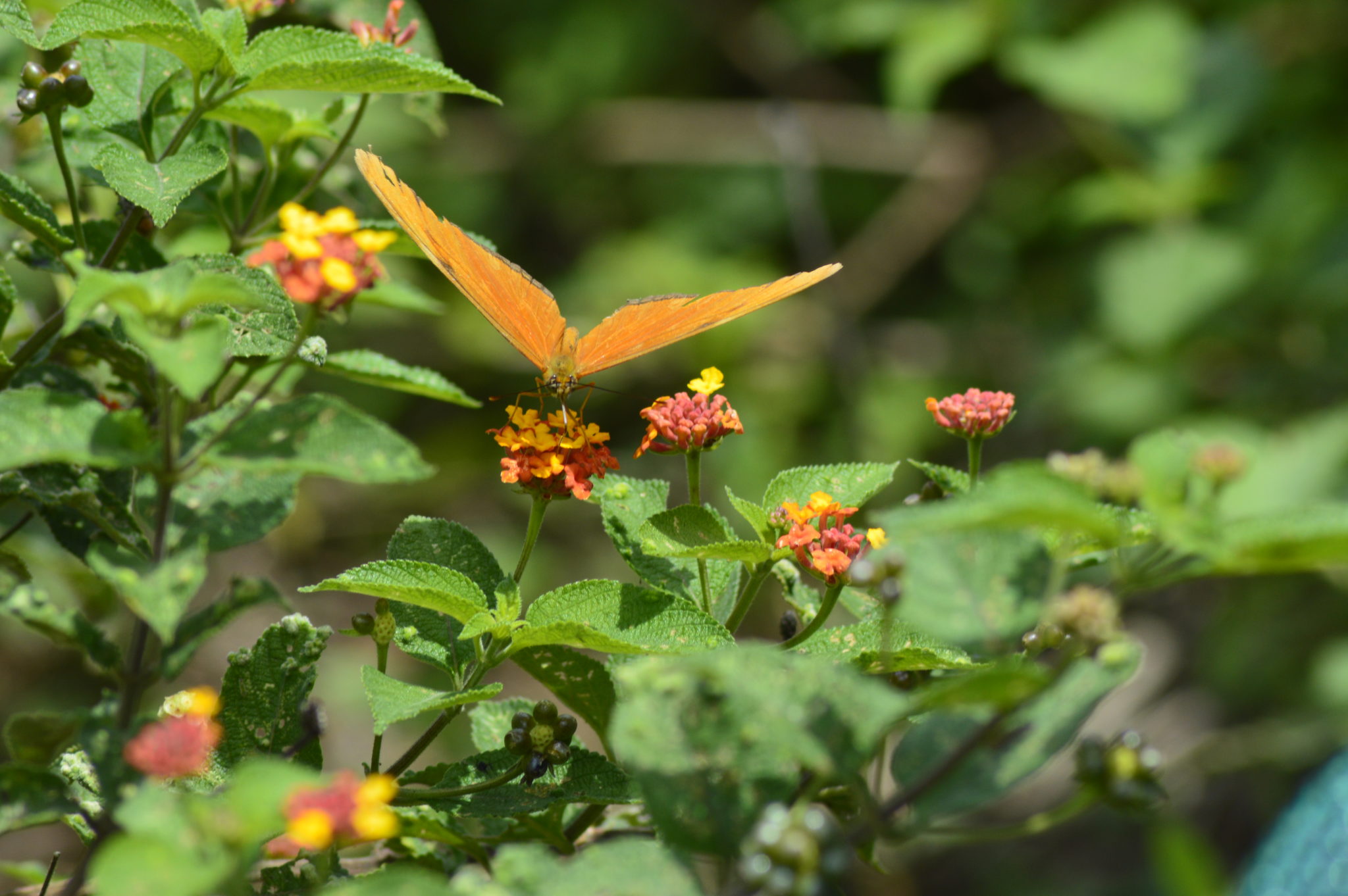 Picture of butterfly in Costa Rica