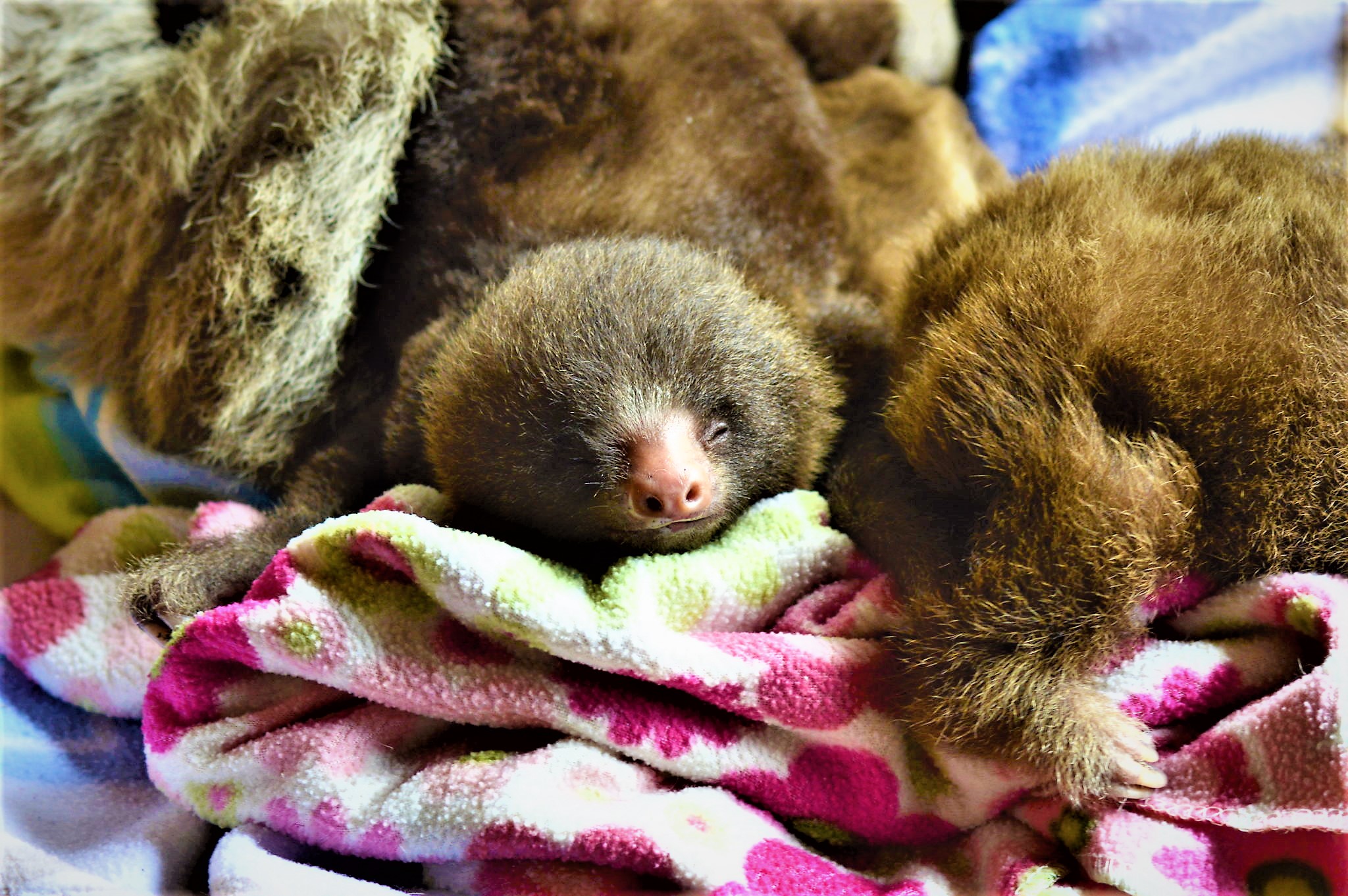 Sloth So Cute I Love Their Sleepy Faces