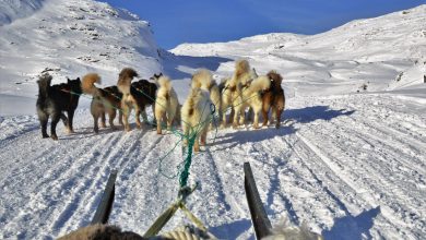 Dog sledding in the Arctic Circle, Greenland