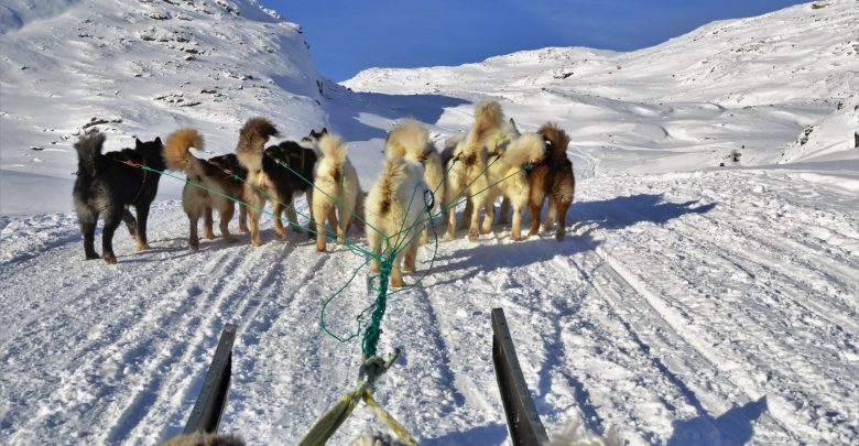 Dog sledding in the Arctic Circle, Greenland