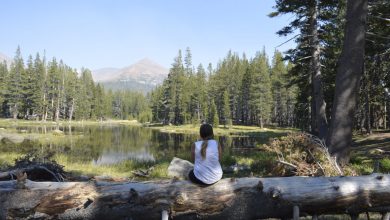Photograph of Yosemite National Park, California, USA