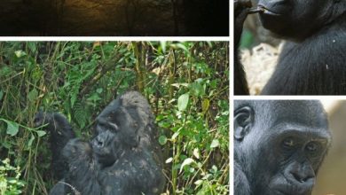 Gorilla trekking in South Africa