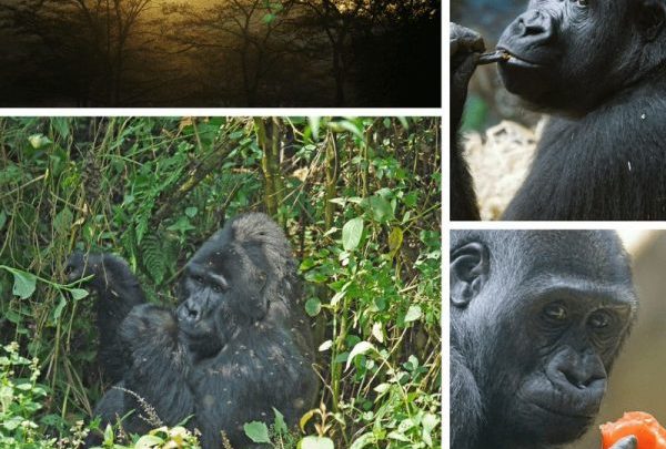 Gorilla trekking in South Africa