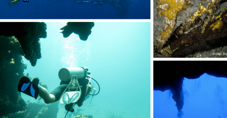 The world's best sites for diving