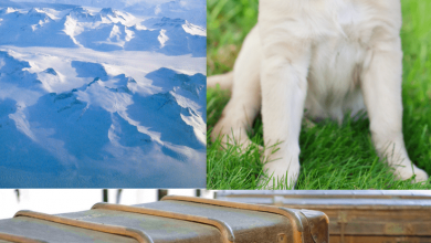 Tips How To Fly With Your Dogs