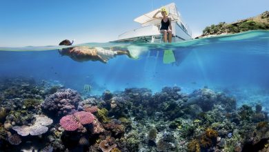 Top Reasons To Go For A Reef Tour This Year