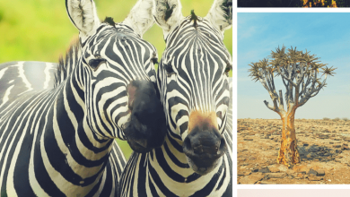 Why you should travel to africa this year