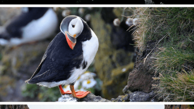 Iceland's natural beauty