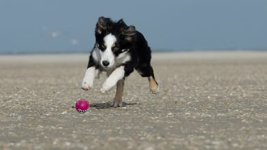 best dog beaches in california usa
