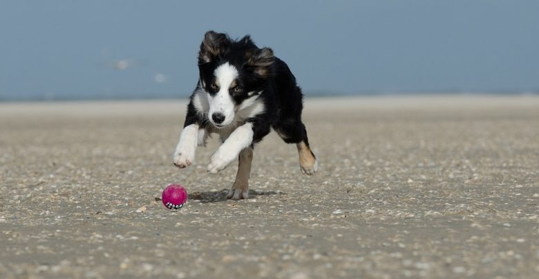 best dog beaches in california usa