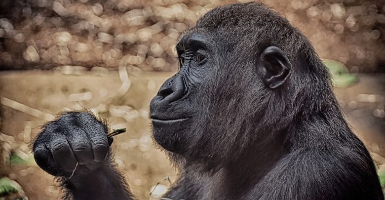 gorilla watching in uganda