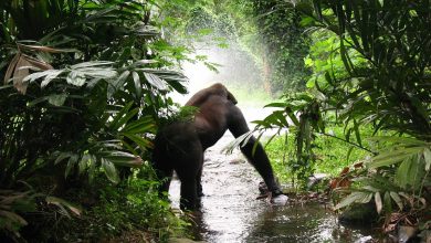 Gorilla Trek Africa tips