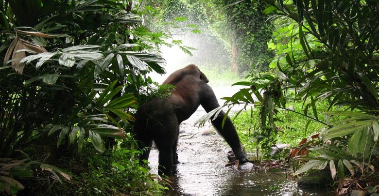 Gorilla Trek Africa tips