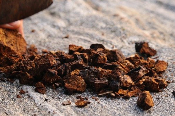 Chaga Medicinal Mushrooms