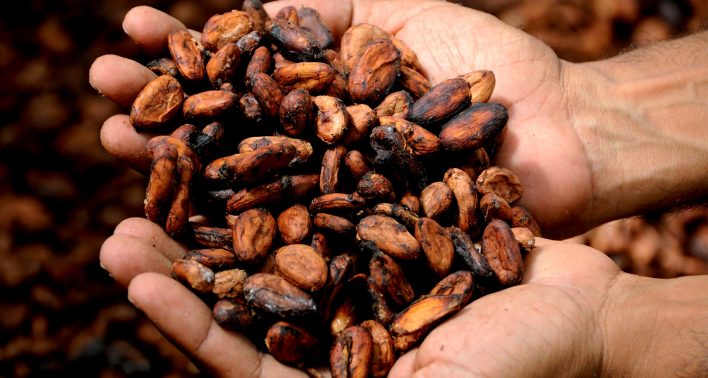 lost of chocolate cacao festivals in western usa