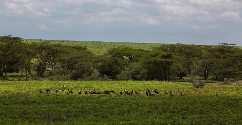 ngorongoro-conservation-area
