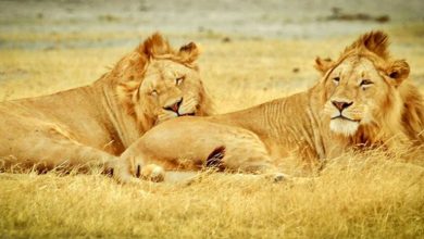 tanzania-serengeti-national-park lions