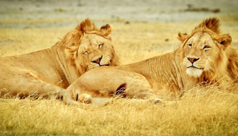 tanzania-serengeti-national-park lions