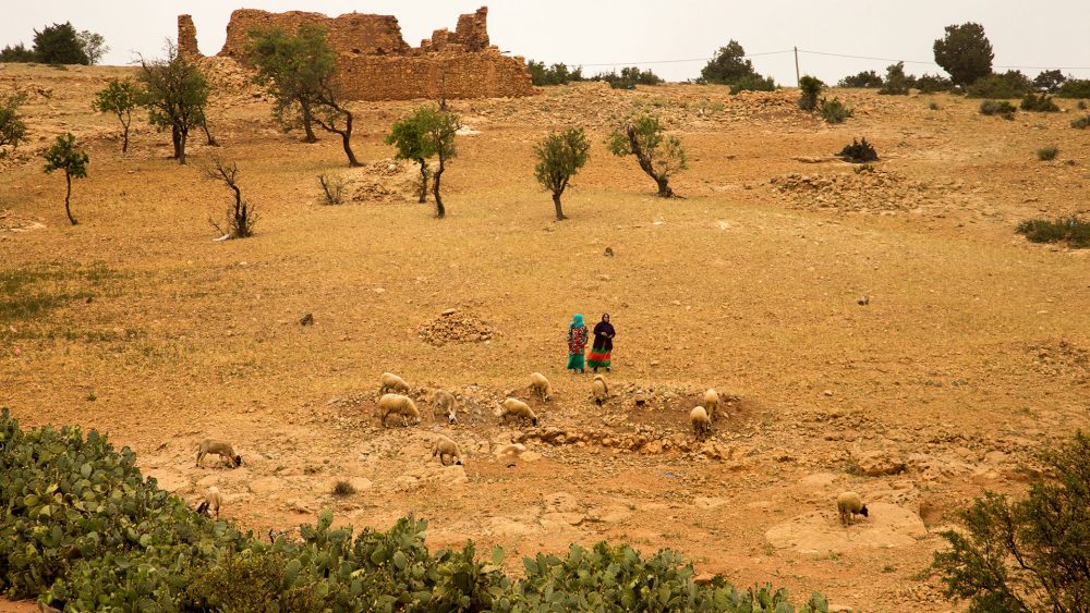 argan oil extract evan healy skin care review