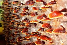 Photo of Top 5 Health Boosting Medicinal Mushrooms