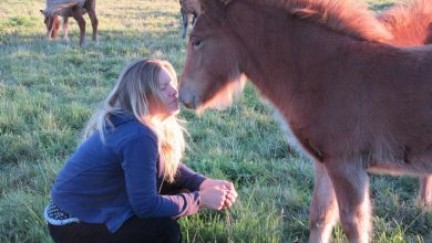 hearts and hooves healing with horses for well being