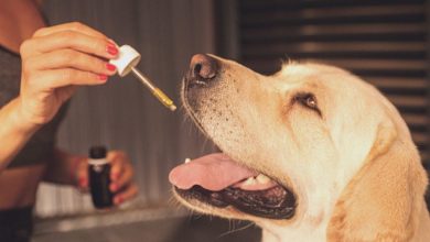 hemp oil for pets