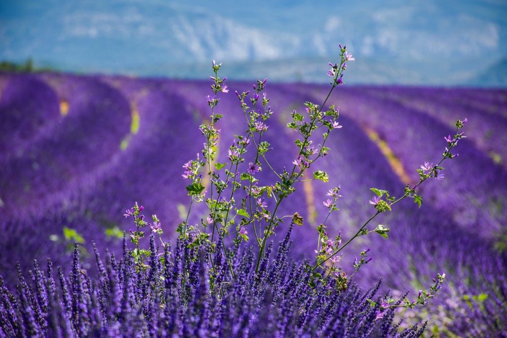 when to see lavender fields tasmania