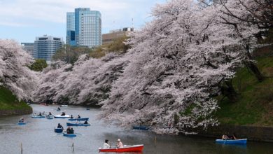 Tokyo Cherry Blossom Boat Ride