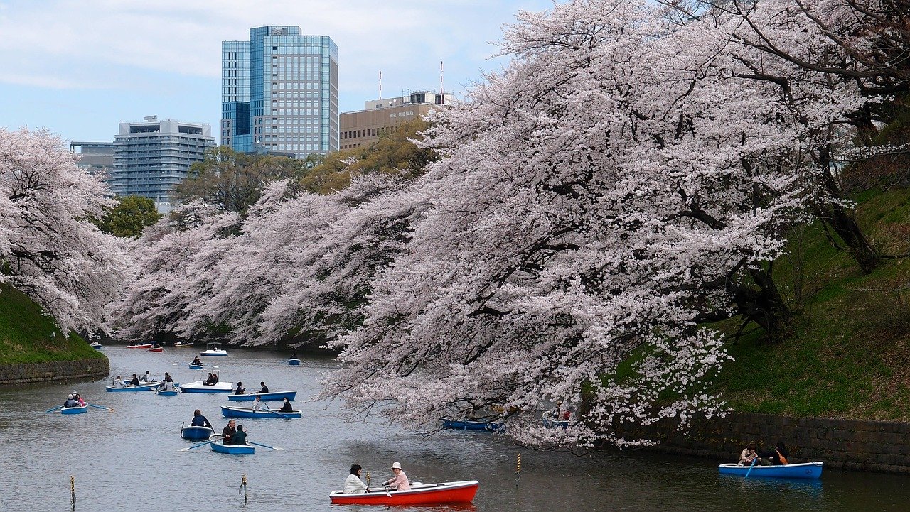 Tokyo Cherry Blossom Boat Ride