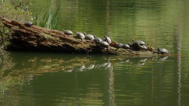 San Francisco Botanical Garden Turtles