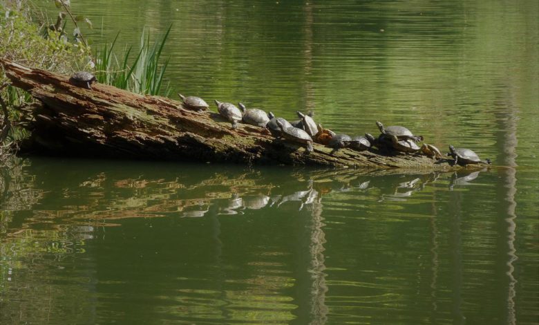 San Francisco Botanical Garden Turtles
